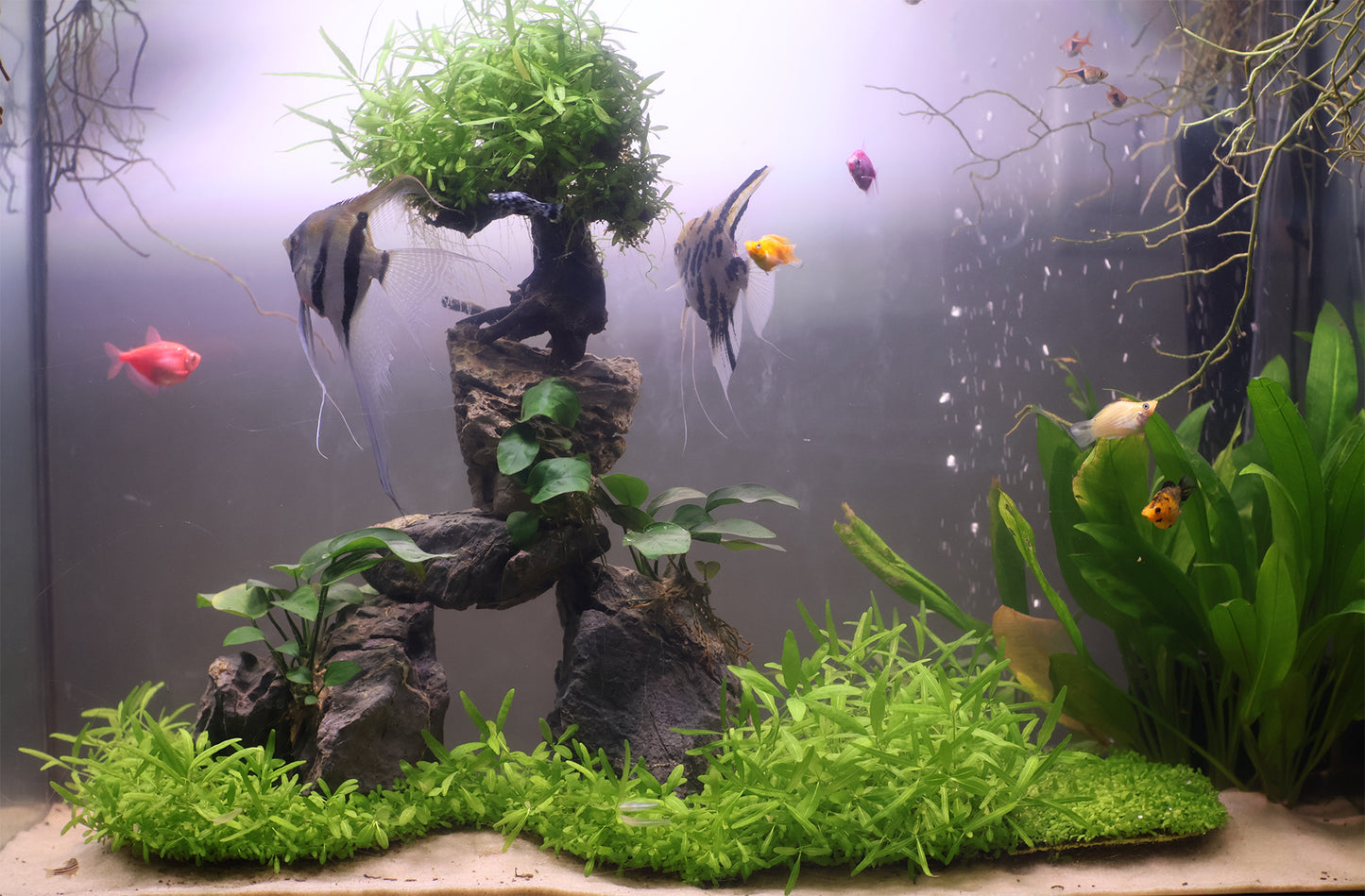 ROOT PAD + SEEDS + AQUASOIL KIT